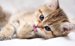 cats_animals_kittens_cat_kitten_cute_desktop_1680x1050_hd-wallpaper-753974