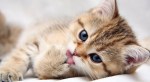 cats_animals_kittens_cat_kitten_cute_desktop_1680x1050_hd-wallpaper-753974