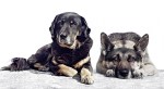 gusty_damaroo_dogs_nepal_kathmandu_portrait