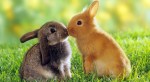 HD-Cute-Animals-rabbits-kissing