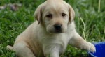 puppy-lab-HD-wallpaper
