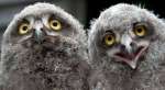 GERMANY-ANIMALS-SNOWY OWL