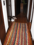 cat in hallway